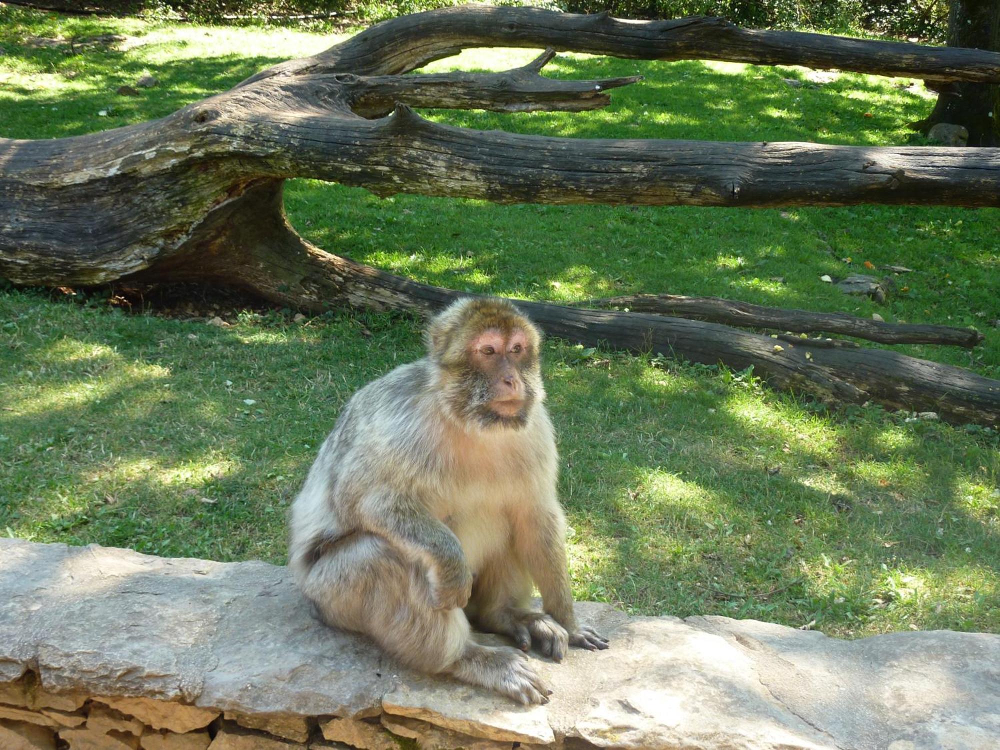 La Le Petit Bois, Pres Rocamadour, Padirac Villa *